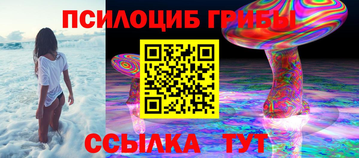 Галлюциногенные грибы Psilocybe Черняховск